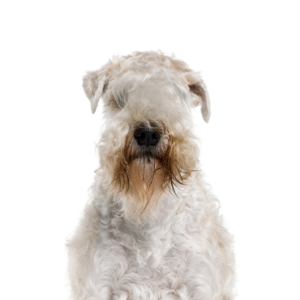 Waggles Duluth Soft Coated Wheaten Terrier