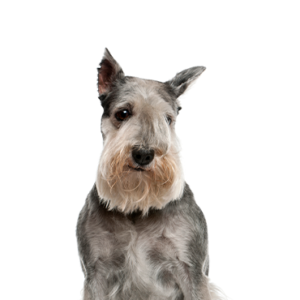 Waggles Duluth Standard Schnauzer