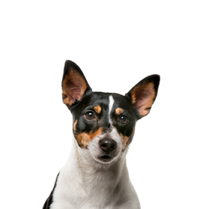 Waggles Duluth Toy Fox Terrier
