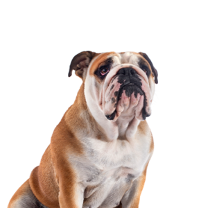 Waggles Duluth Victorian Bulldog