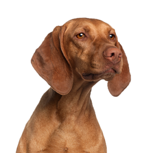 Waggles Duluth Vizsla