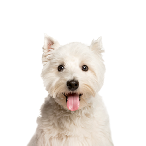 Waggles Duluth West Highland Terrier