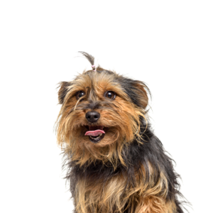 Waggles Duluth Yorkie-Chon