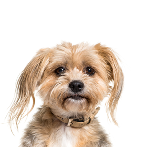 Waggles Duluth Yorkiepoo