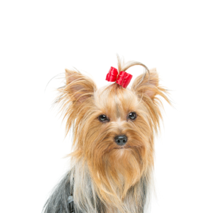 Waggles Duluth Yorkshire Terrier