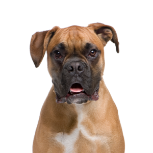 Waggles Duluth Boxer