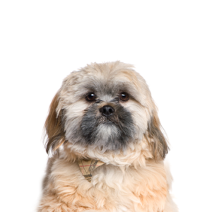 Waggles Duluth Cavachon