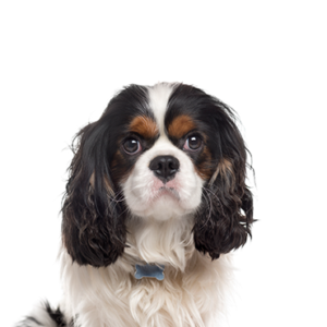 Waggles Duluth Cavalier King Charles Spaniel
