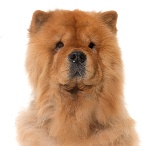 Waggles Duluth Chow Chow