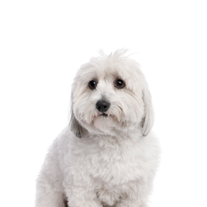 Waggles Duluth Coton De Tulear