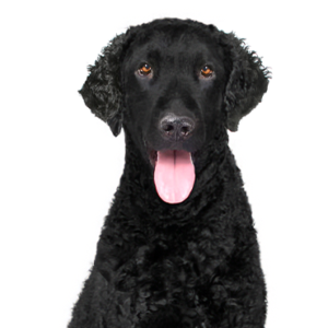 Waggles Duluth Curly-Coated Retriever