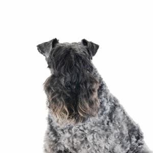 Waggles Duluth Kerry Blue Terrier
