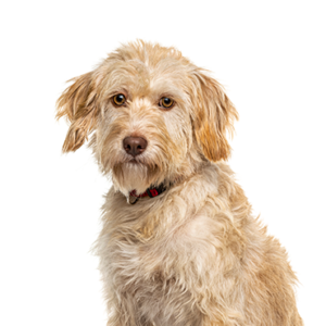 Waggles Duluth Labradoodle
