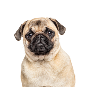 Waggles Duluth Pug