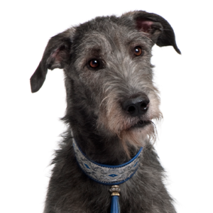 Waggles Duluth Scottish Deerhound