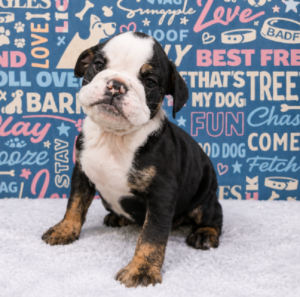 Waggles Duluth English Bulldog puppy available