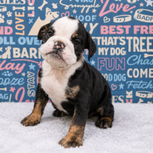 English Bulldog – 372