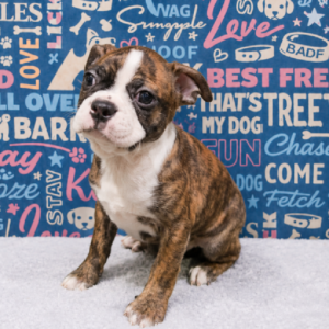 Boston Terrier – 370