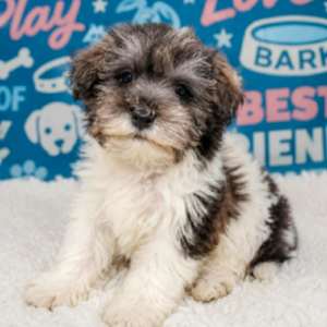 Schnoodle – 381