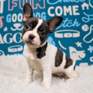 French Bulldog – 386