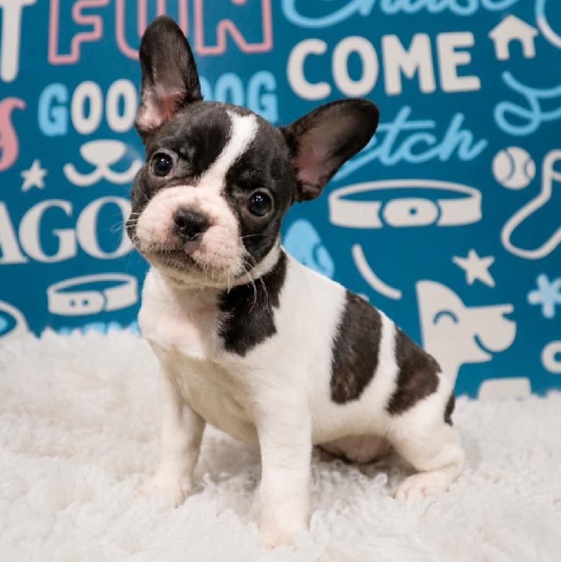 Veda, French Bulldog, Image 1