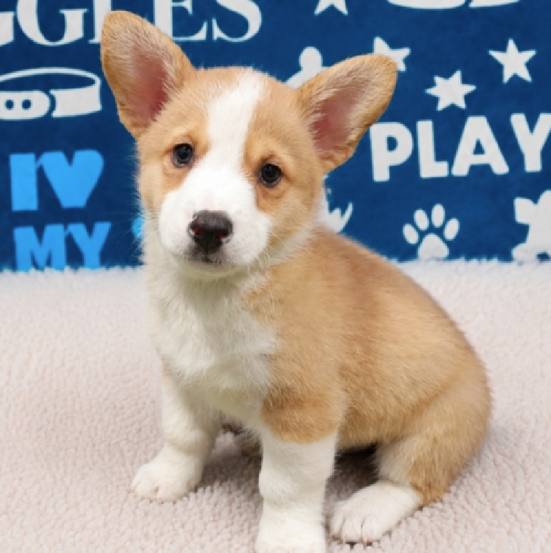Cowboy, Pembroke Welsh Corgi, Image 1