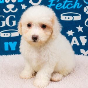 Mini Poodle – 400