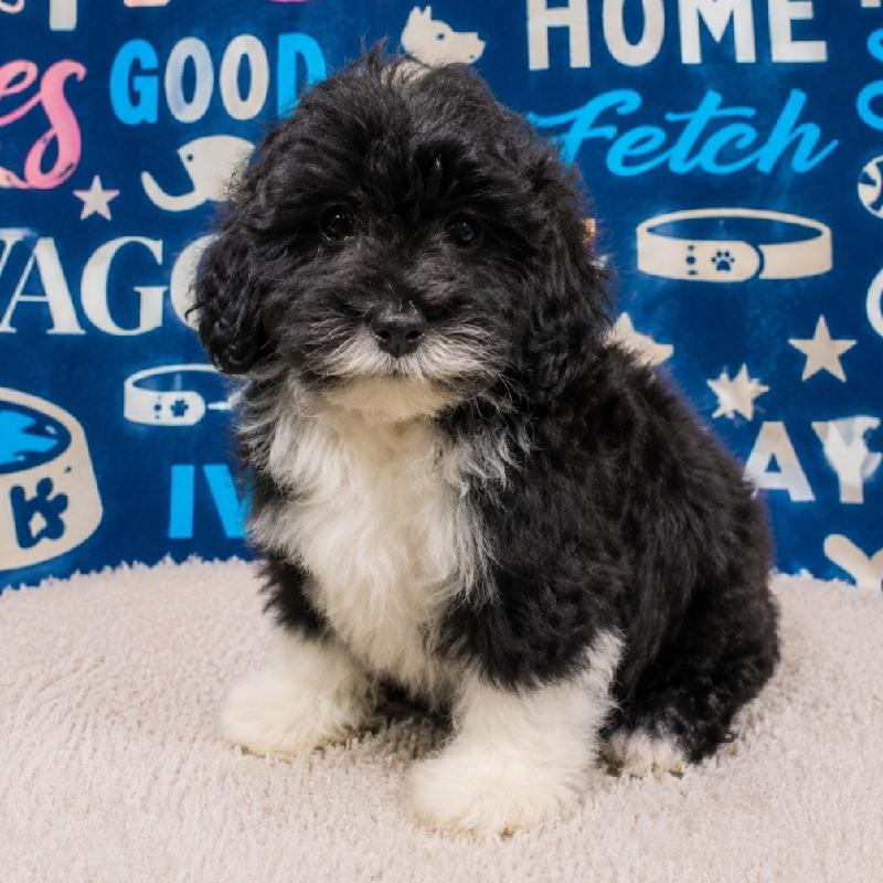 Coco, Lhasa-Poo, Image 1