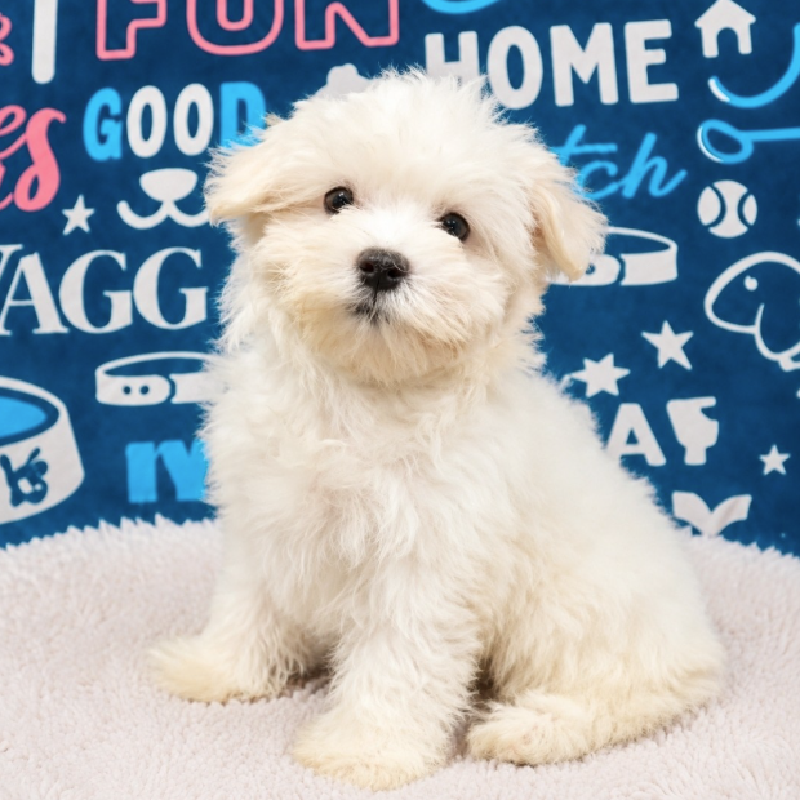 Charlie, Maltese, Image 1