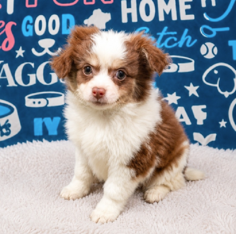 Teddy, Chihuahua, Image 1