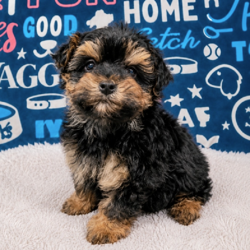 Pixie, Yorkie, Image 1