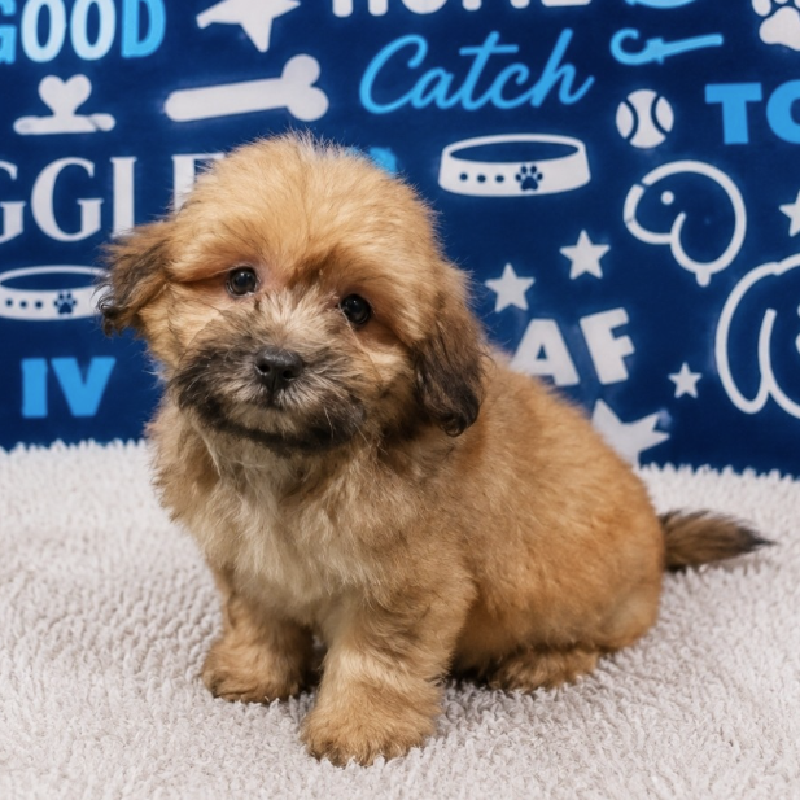 Nova, Teddy Bear, Image 1