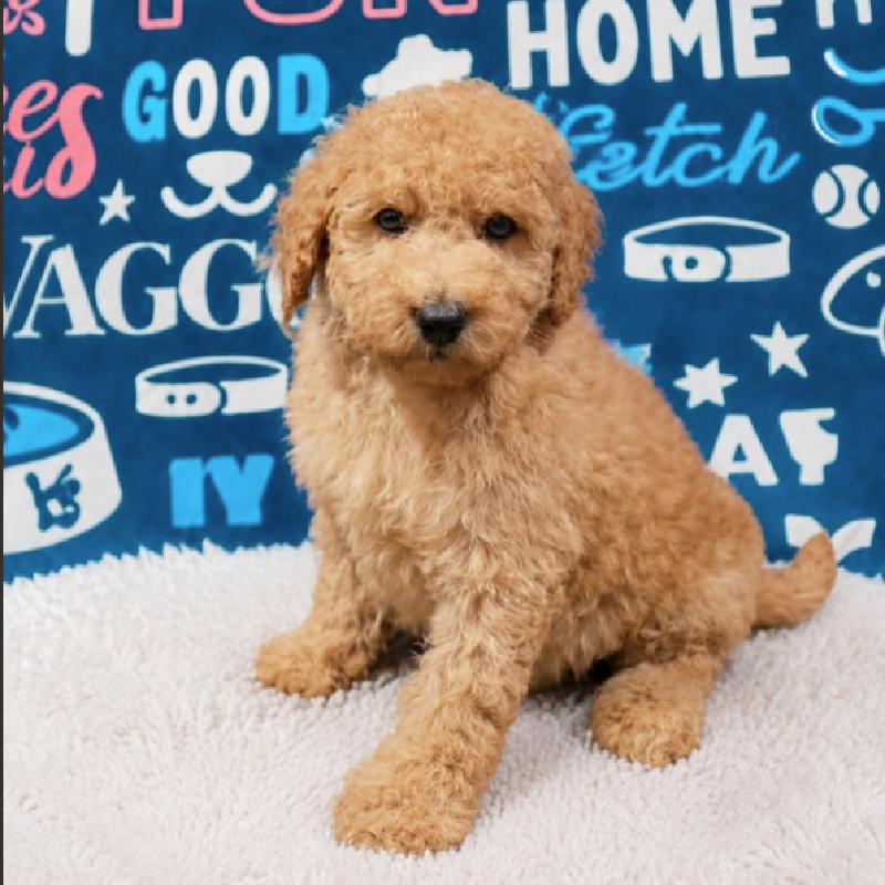Frankie, Mini Goldendoodle 2nd Gen, Image 1