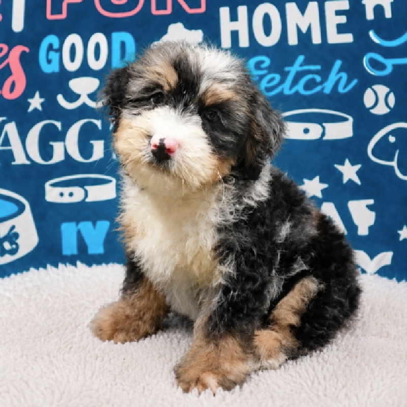 Koby, Mini Bernedoodle 2nd Gen, Image 1