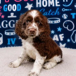 Cocker Spaniel – 412