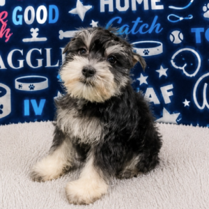 Mini Schnauzer – 413