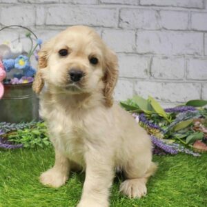 Cocker Spaniel – 419