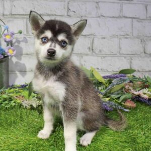 Alaskan Klee Kai – 420