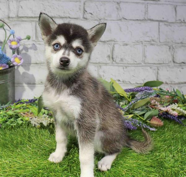 Koda, Alaskan Klee Kai, Image 1