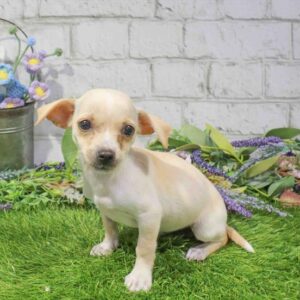 Chihuahua – 421