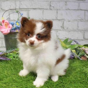 Pomeranian – 423