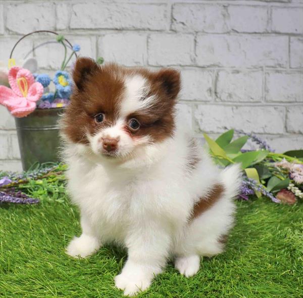 Stella, Pomeranian, Image 1