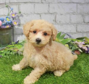 Waggles Duluth Poodle puppy available