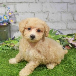 Poodle – 424