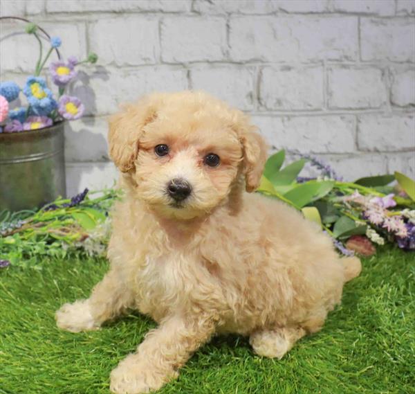 Peaches, Poodle, Image 1