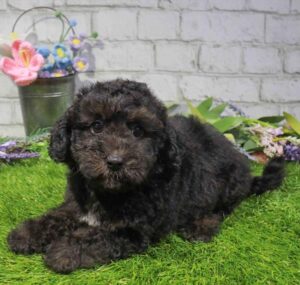 Waggles Duluth Maltipoo puppy available