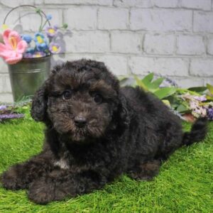 Maltipoo – 425