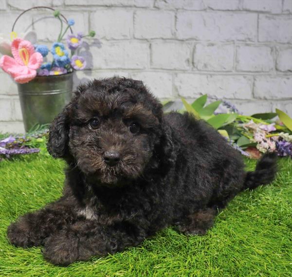 Oreo, Maltipoo, Image 1