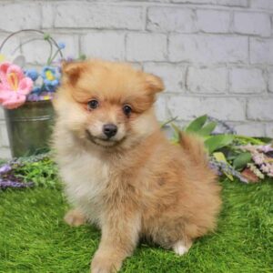 Pomeranian – 426