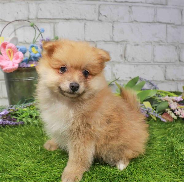 Biscuit, Pomeranian, Image 1